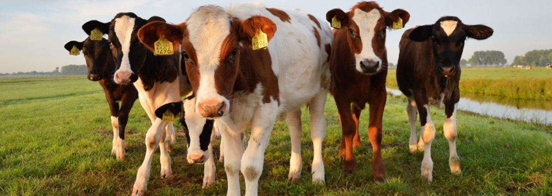 Bulls and cows Agro Aydin Ukraine
