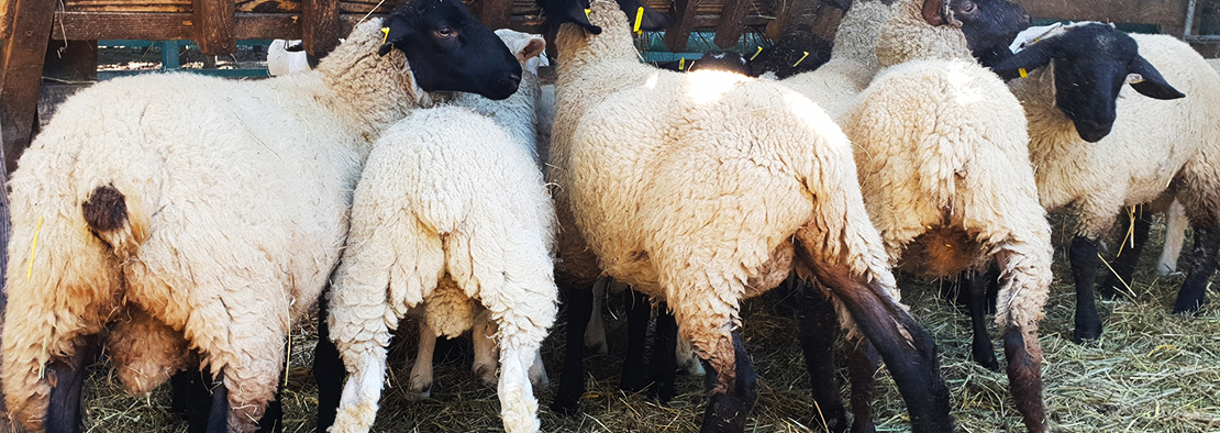 Sale and export sheep Agro Aydin Ukraine