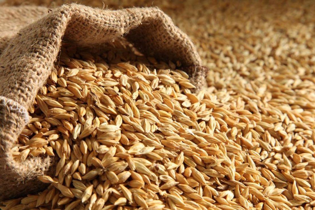 Sale and export Barley wholesale Agro Aydin Ukraine