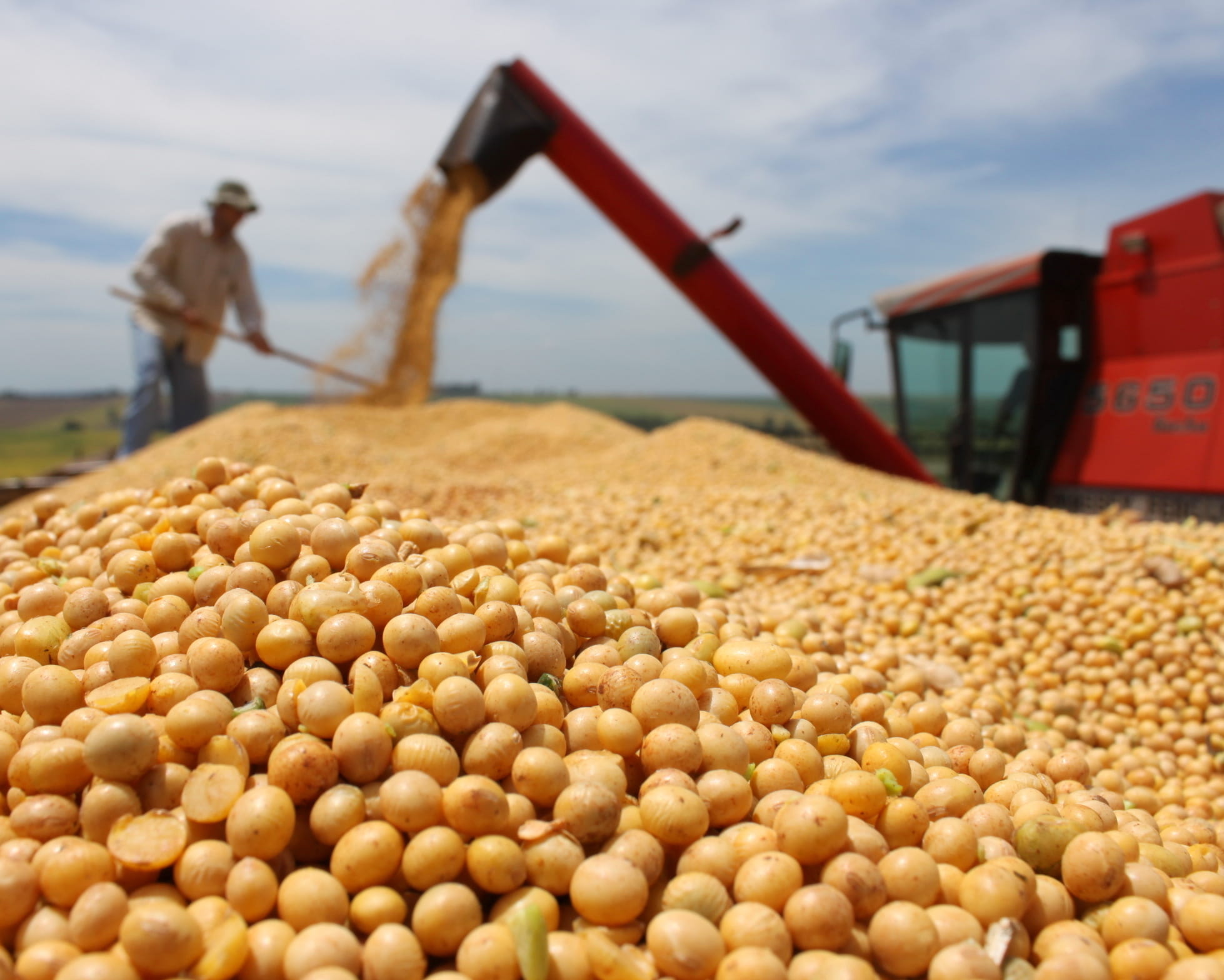 Sale and export soya Agro Aydin Ukraine