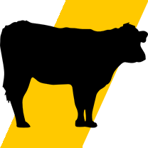 Cattle breeding