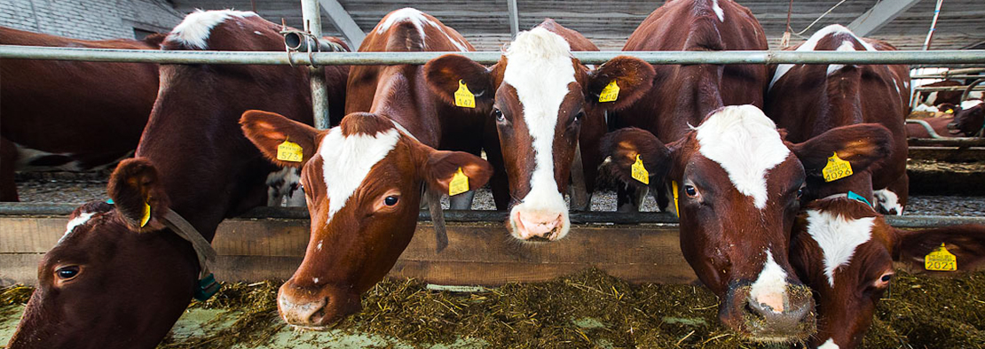 sale cattle meat